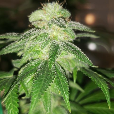Smurf Punch F1 #4 (Female) growlog timeline photo