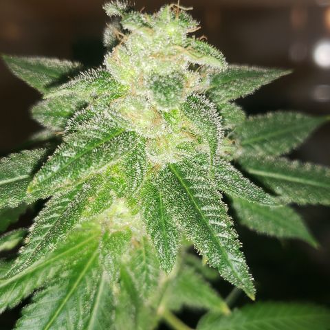 Smurf Punch F1 #4 (Female) growlog timeline photo