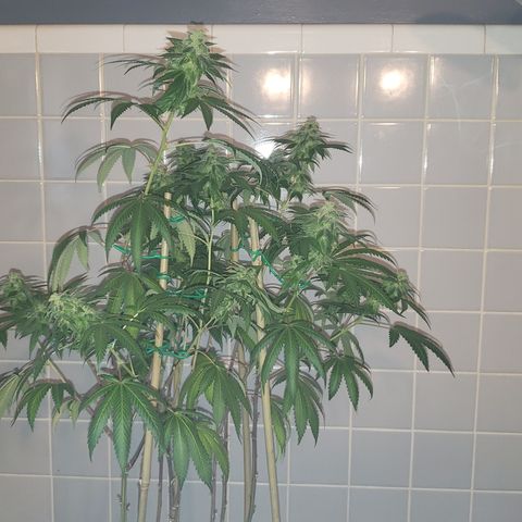 Smurf Punch F1 #4 (Female) growlog timeline photo