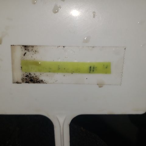 Smurf Punch F1 #4 (Female) growlog timeline photo