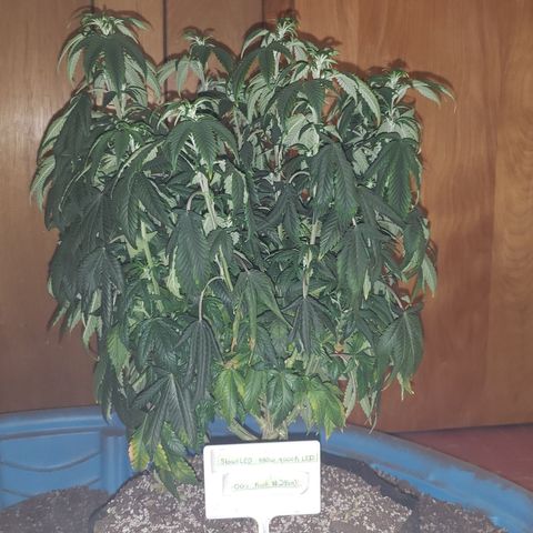 SLOAN LED 480w 4,000k(OG's Kush #2)(Fem) growlog timeline photo