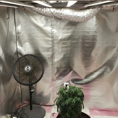 SLOAN LED 480w 4,000k(OG's Kush #2)(Fem) growlog timeline photo