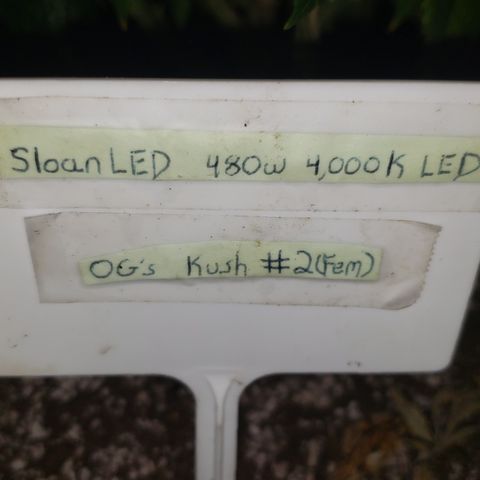 SLOAN LED 480w 4,000k(OG's Kush #2)(Fem) growlog timeline photo