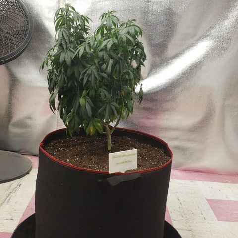 SLOAN LED 480w 4,000k(OG's Kush #2)(Fem) growlog timeline photo