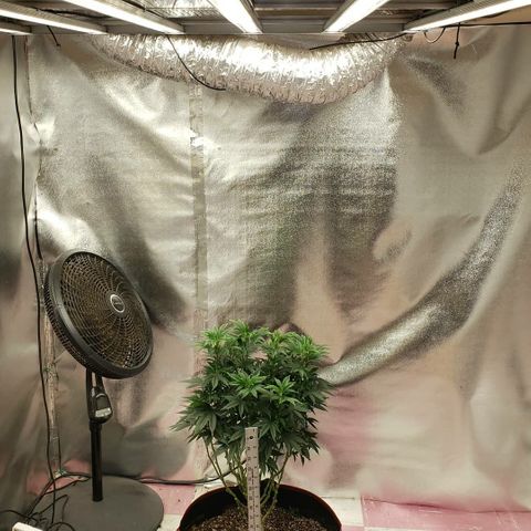 SLOAN LED 480w 4,000k(OG's Kush #2)(Fem) growlog timeline photo