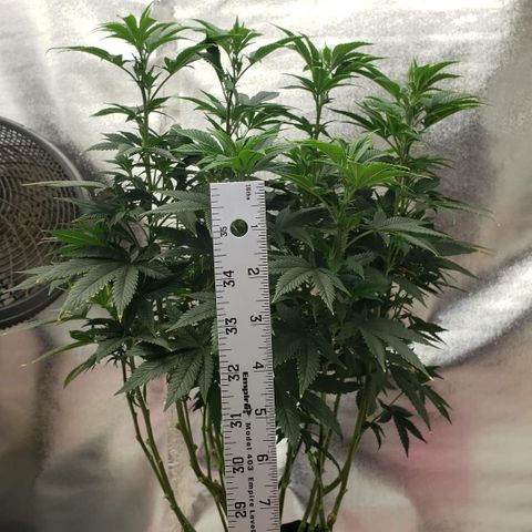 SLOAN LED 480w 4,000k(OG's Kush #2)(Fem) growlog timeline photo