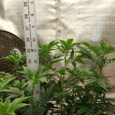SLOAN LED 480w 4,000k(OG's Kush #2)(Fem) growlog timeline photo