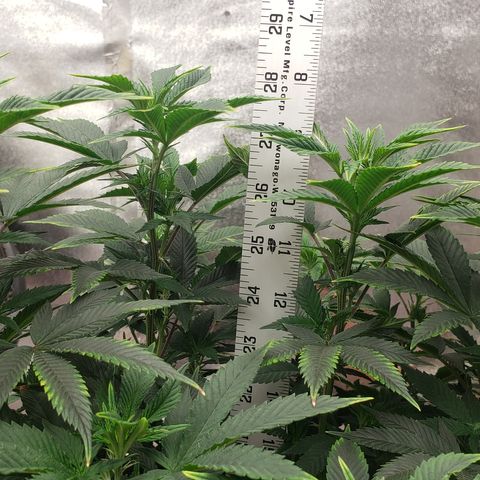SLOAN LED 480w 4,000k(OG's Kush #2)(Fem) growlog timeline photo