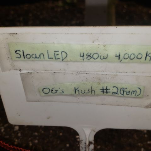 SLOAN LED 480w 4,000k(OG's Kush #2)(Fem) growlog timeline photo