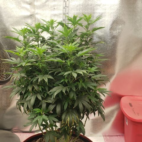 SLOAN LED 480w 4,000k(OG's Kush #2)(Fem) growlog timeline photo