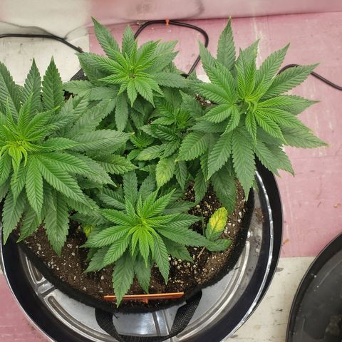 Pineapple Chunk #1 (Fem) growlog timeline photo