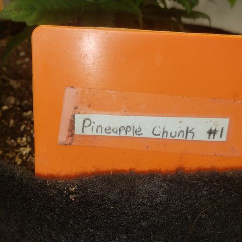 Pineapple Chunk #1 (Fem) growlog timeline photo