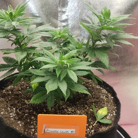 Pineapple Chunk #1 (Fem) growlog timeline photo