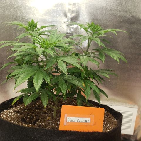 Pineapple Chunk #1 (Fem) growlog timeline photo