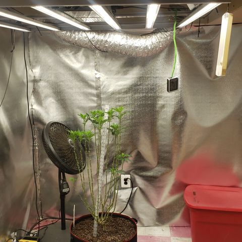 SLOAN LED 480w 4,000k(OG's Kush #2)(Fem) growlog timeline photo