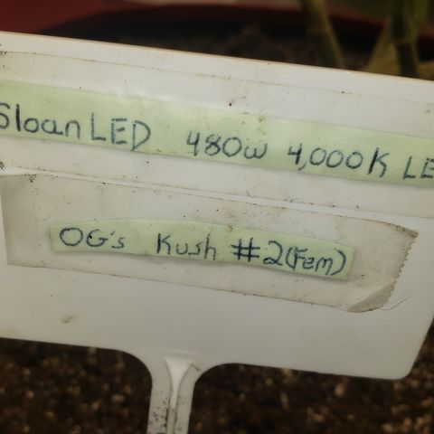 SLOAN LED 480w 4,000k(OG's Kush #2)(Fem) growlog timeline photo