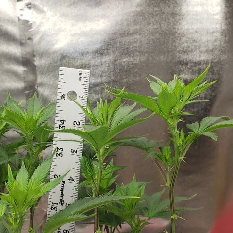 SLOAN LED 480w 4,000k(OG's Kush #2)(Fem) growlog timeline photo