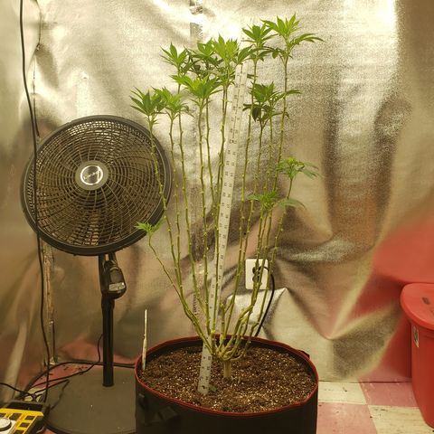SLOAN LED 480w 4,000k(OG's Kush #2)(Fem) growlog timeline photo