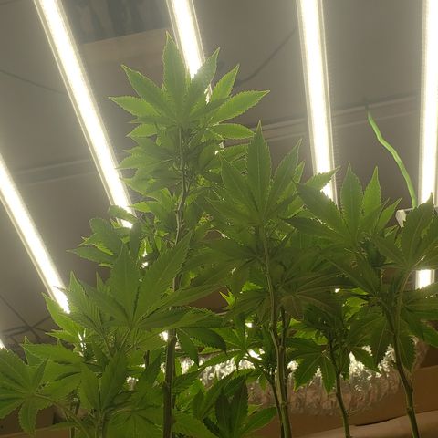 SLOAN LED 480w 4,000k(OG's Kush #2)(Fem) growlog timeline photo