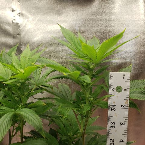 SLOAN LED 480w 4,000k(OG's Kush #2)(Fem) growlog timeline photo