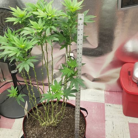 SLOAN LED 480w 4,000k(OG's Kush #2)(Fem) growlog timeline photo