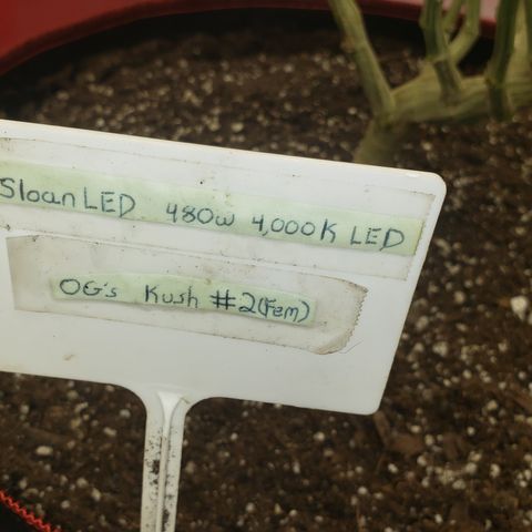 SLOAN LED 480w 4,000k(OG's Kush #2)(Fem) growlog timeline photo