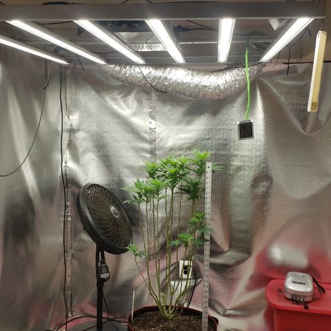 SLOAN LED 480w 4,000k(OG's Kush #2)(Fem) growlog timeline photo