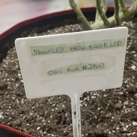 SLOAN LED 480w 4,000k(OG's Kush #2)(Fem) growlog timeline photo