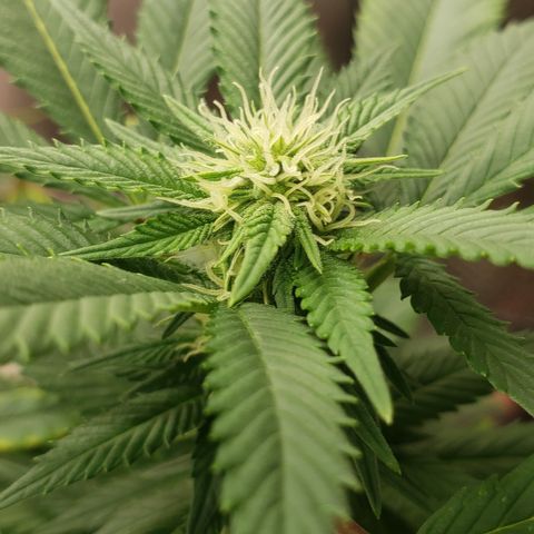 SLOAN LED 480w 4,000k(OG's Kush #2)(Fem) growlog timeline photo