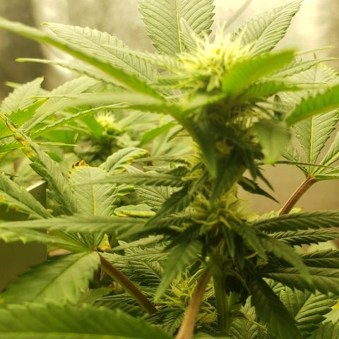 SLOAN LED 480w 4,000k(OG's Kush #2)(Fem) growlog timeline photo