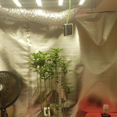 SLOAN LED 480w 4,000k(OG's Kush #2)(Fem) growlog timeline photo
