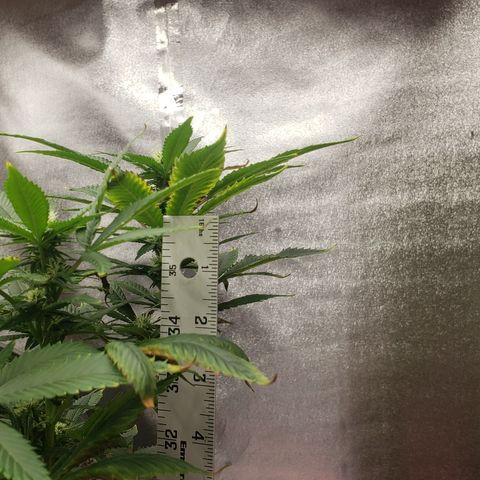 SLOAN LED 480w 4,000k(OG's Kush #2)(Fem) growlog timeline photo