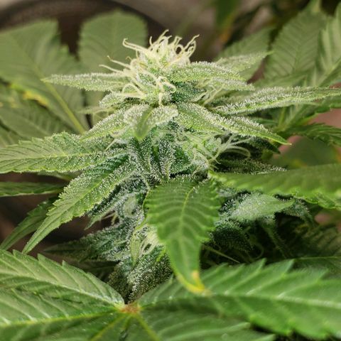 SLOAN LED 480w 4,000k(OG's Kush #2)(Fem) growlog timeline photo