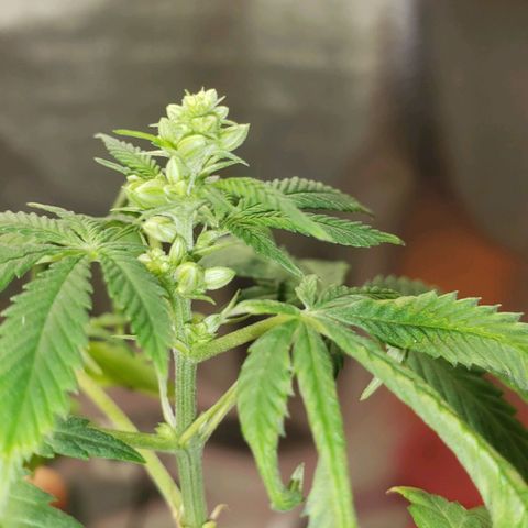 SLOAN LED 480w 4,000k(OG's Kush #2)(Fem) growlog timeline photo