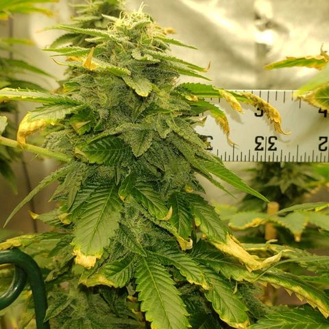 SLOAN LED 480w 4,000k(OG's Kush #2)(Fem) growlog timeline photo