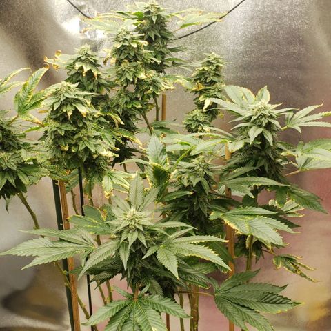 SLOAN LED 480w 4,000k(OG's Kush #2)(Fem) growlog timeline photo