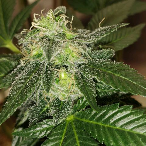 SLOAN LED 480w 4,000k(OG's Kush #2)(Fem) growlog timeline photo