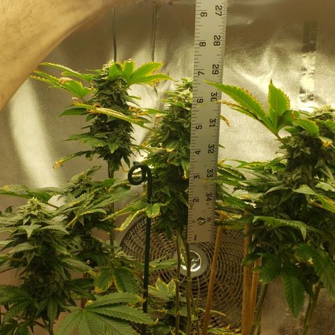 SLOAN LED 480w 4,000k(OG's Kush #2)(Fem) growlog timeline photo