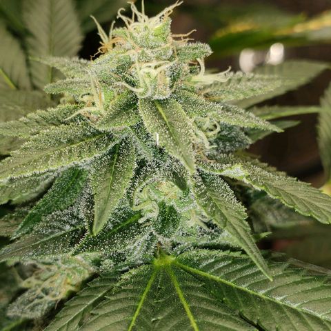 SLOAN LED 480w 4,000k(OG's Kush #2)(Fem) growlog timeline photo