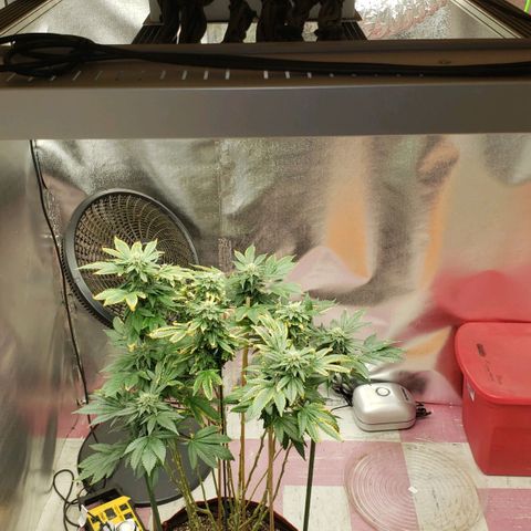 SLOAN LED 480w 4,000k(OG's Kush #2)(Fem) growlog timeline photo