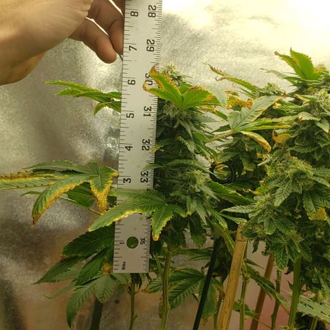 SLOAN LED 480w 4,000k(OG's Kush #2)(Fem) growlog timeline photo