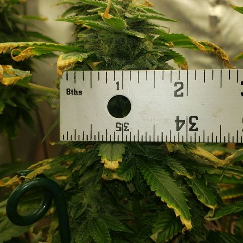 SLOAN LED 480w 4,000k(OG's Kush #2)(Fem) growlog timeline photo