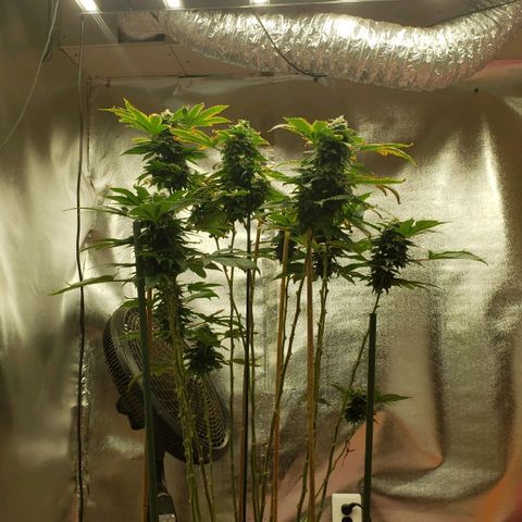 SLOAN LED 480w 4,000k(OG's Kush #2)(Fem) growlog timeline photo