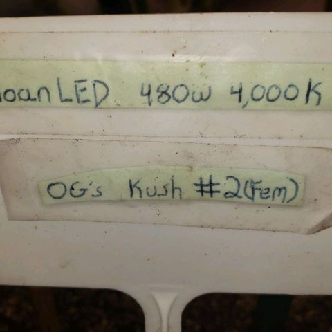 SLOAN LED 480w 4,000k(OG's Kush #2)(Fem) growlog timeline photo