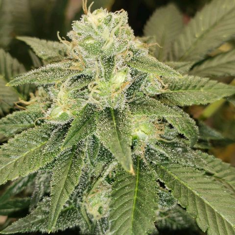 SLOAN LED 480w 4,000k(OG's Kush #2)(Fem) growlog timeline photo