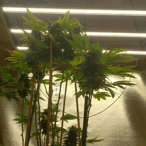 SLOAN LED 480w 4,000k(OG's Kush #2)(Fem) growlog timeline photo