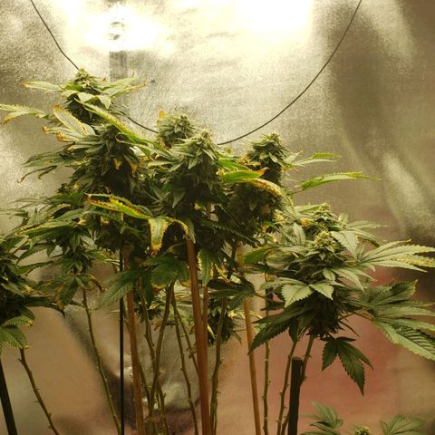 SLOAN LED 480w 4,000k(OG's Kush #2)(Fem) growlog timeline photo