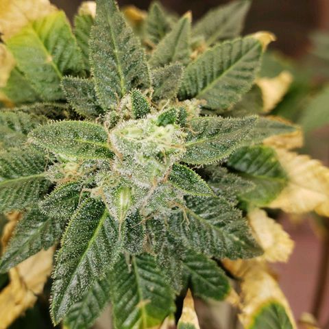 SLOAN LED 480w 4,000k(OG's Kush #2)(Fem) growlog timeline photo