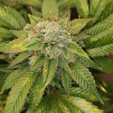 SLOAN LED 480w 4,000k(OG's Kush #2)(Fem) growlog timeline photo