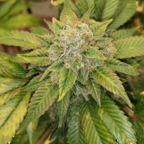 SLOAN LED 480w 4,000k(OG's Kush #2)(Fem) growlog timeline photo
